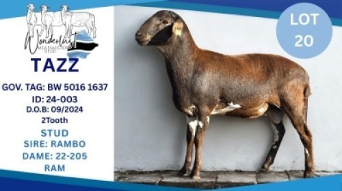 1 X MEAT MASTER RAM Hendrik Herbst