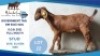 1 X KALAHARI RED DOE Hendrik Herbst