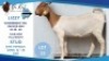 1 X BOER GOAT DOE Hendrik Herbst