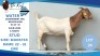 1 X BOER GOAT DOE Hendrik Herbst