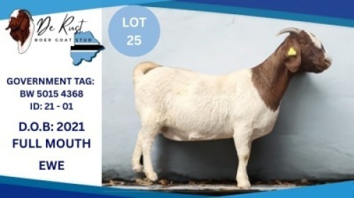 1 X BOER GOAT DOE Hendrik Herbst