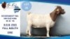 1 X BOER GOAT DOE Hendrik Herbst