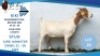 1 X BOER GOAT DOE Hendrik Herbst