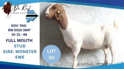 1 X BOER GOAT DOE Hendrik Herbst