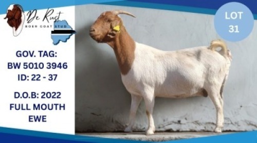1 X KALAHARI RED DOE Hendrik Herbst