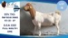 1 X KALAHARI RED DOE Hendrik Herbst