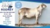 1 X MEAT MASTER RAM Hendrik Herbst