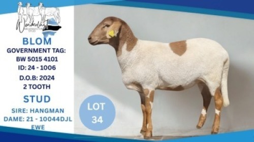1 X VELD MASTER RAM Toy Katjiova