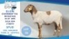 1 X VELD MASTER RAM Toy Katjiova