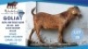 1 X KALAHARI RED BUCK Hendrik Herbst