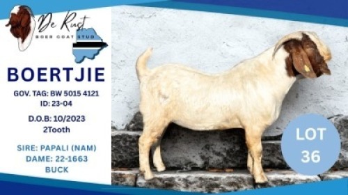 1 X BOER GOAT BUCK Punaje Kehepo