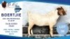 1 X BOER GOAT BUCK Punaje Kehepo