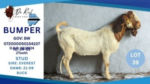 1 X BOER GOAT BUCK Hendrik Herbst
