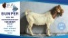 1 X BOER GOAT BUCK Hendrik Herbst