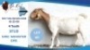 1 X BOER GOAT DOE Hendrik Herbst