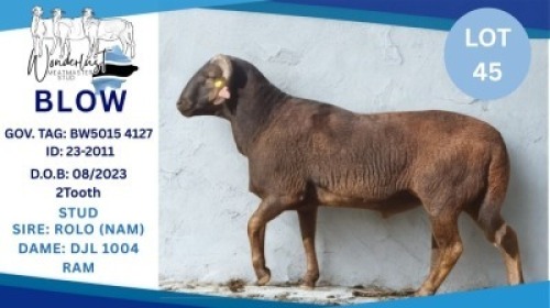 1 X MEAT MASTER RAM Hendrik Herbst