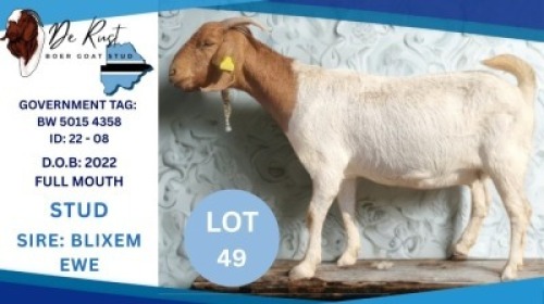 1 X KALAHARI RED BUCK Moris Keritetse