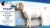1 X KALAHARI RED DOE Hendrik Herbst