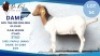 1 X BOER GOAT DOE Hendrik Herbst