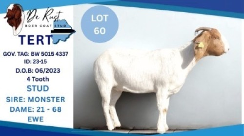 1 X BOER GOAT DOE Hendrik Herbst