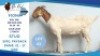 1 X BOER GOAT DOE Hendrik Herbst