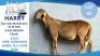 1 X BOER GOAT DOE Hendrik Herbst