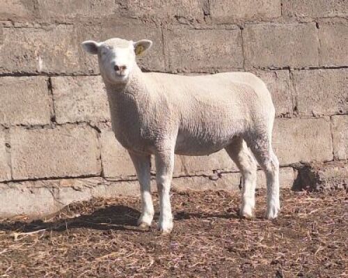 4 X ILE DE FRANCE COMMERCIAL PREGNANT EWE JANCOR