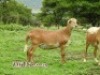 LOT 115 2X MEATMASTER OOIE/EWE ZABO MEATMASTERS(PER STUK OM LOT TE NEEM/PER PIECE TO TAKE THE LOT) - 2