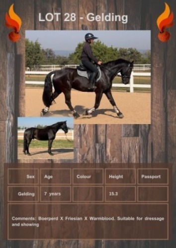 1 X WARM BLOOD X FRIES X SA BOERPERD BENTLEY GELDING JACO DE LANGE
