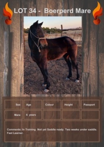 1 X BOERPERD DEBORRA MARE GIDEON PRETORUIS