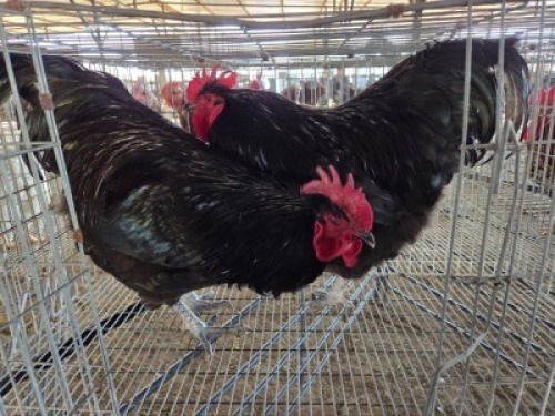2 X BLACK AUSTRALORP ROOSTER SUYANA FARMS (Per animal to take the lot)