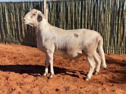 1 X MEATMASTER RAM GHM COMPION - AANGETEKEN