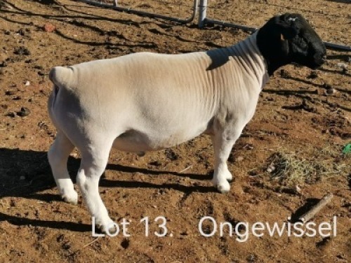 1 X DORPER T5 RAM Dirk Steenkamp