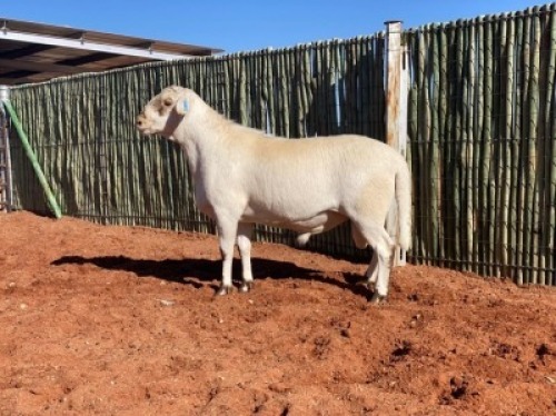 1 X MEATMASTER RAM GHM COMPION - AANGETEKEN