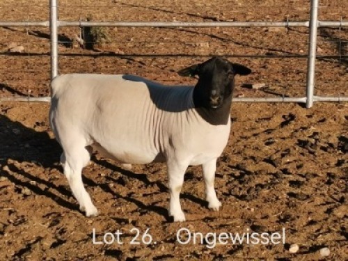 1 X DORPER T5 RAM Dirk Steenkamp