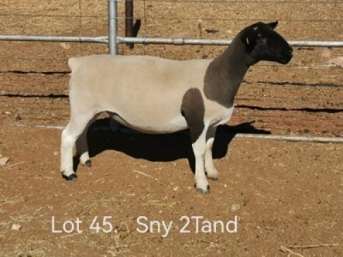 1 X DORPER FLOCK EWE Dirk Steenkamp