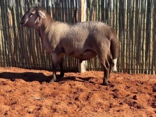 1 X MEATMASTER RAM GHM COMPION - AANGETEKEN