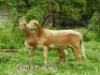 LOT 115 2X MEATMASTER OOIE/EWE ZABO MEATMASTERS(PER STUK OM LOT TE NEEM/PER PIECE TO TAKE THE LOT) - 3