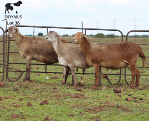 LOT 36 3X MEATMASTER DIDYMUS MEATMASTERS CHRISTOF GROBLER : 0837812076