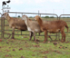 LOT 36 3X MEATMASTER DIDYMUS MEATMASTERS CHRISTOF GROBLER : 0837812076