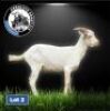 1X SAANEN BUCK DRILL RITE STUD