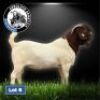 1X BOER GOAT BUCK DRILL RITE STUD
