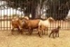 1 + 2 X MEATMASTER OOI OLIVEBRANCH MEATMASTERS - AANGETEKEN (Highest Bidder may pick first Round) - 2