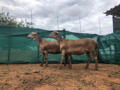 LOT 21 2X MEATMASTER OOI/EWE ADEN MEATMASTERS(PER STUK OM LOT TE NEEM/PER PIECE TO TAKE THE LOT)