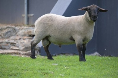 1 X SUFFOLK STUD RAM VREDESIG FORBES