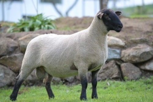 1 X SUFFOLK STUD RAM VREDESIG FORBES