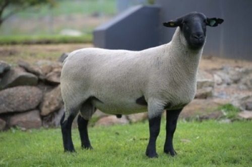 1 X SUFFOLK STUD RAM VREDESIG FORBES