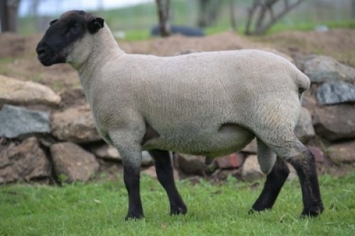 1 X SUFFOLK STUD RAM VREDESIG FORBES