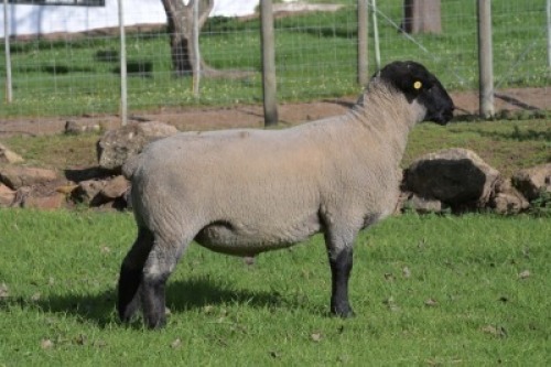 1 X SUFFOLK STUD RAM VREDESIG FORBES