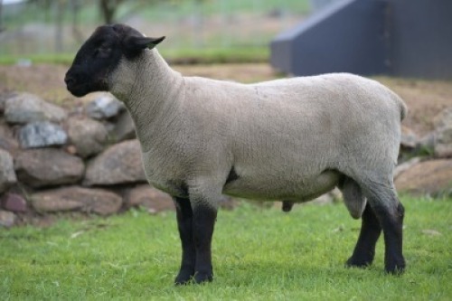 1 X SUFFOLK STUD RAM VREDESIG FORBES